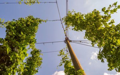 Der Hopfenmarkt 2020/30