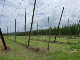 Hopfenverträge laufen aus